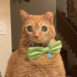 Telegram profile photo for Кирилл_Рисовака