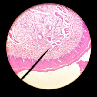 Telegram profile photo for Mbbs VIVA Spotting Practical histology clinics