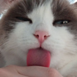 Telegram profile photo for никэмук