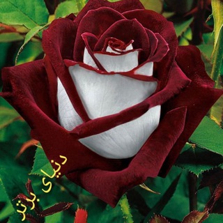 Telegram profile photo for کانال توان پویان الغدیر