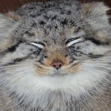 Telegram profile photo for юща юш. 27