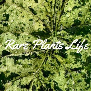 Telegram group profile photo for Rare Plants Life Chat