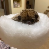 Telegram profile photo for Ёжик ёжик