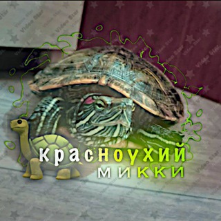 Telegram profile photo for 🐢красноухая Мики 🐢