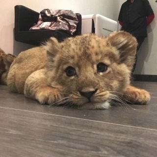 Telegram profile photo for cracker