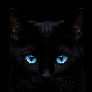 Telegram profile photo for Gato 🐈⬛ Negro