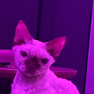 Telegram profile photo for Скупка ресурсов