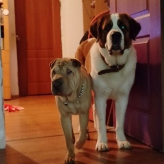 Telegram profile photo for Барон ко мне❗