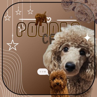 Telegram profile photo for Poodle confession x daily!!