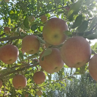 Telegram profile photo for 🌾 روستای یمق 🏡