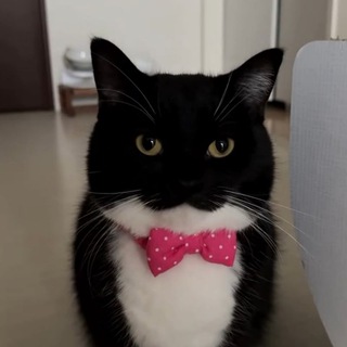 Telegram profile photo for تبلیغات میم گالری
