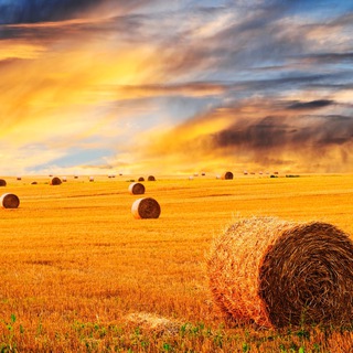 Telegram profile photo for SA Landbou poste / Agriculture jobs
