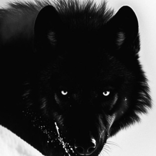 Telegram profile photo for Alpha Calls