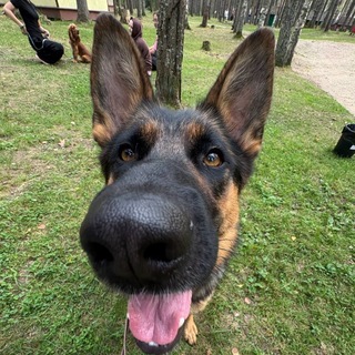 Telegram profile photo for LoRgerben
