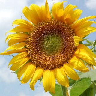 Telegram profile photo for Sunflower4u 🌻 کانال گل آفتابگردون برای تو 🌻