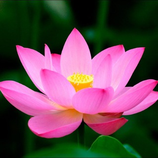 Telegram profile photo for Difusión Dhamma-Canal / Channel ☸️