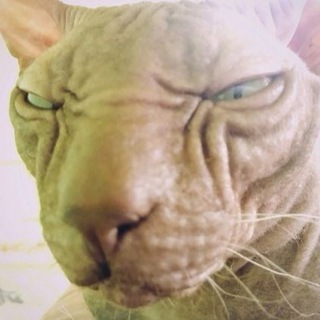 Telegram profile photo for Андрей Бледный