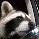 Telegram profile photo for Dood Inside
