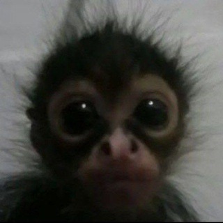 Telegram profile photo for гифки,фоны с обезьянами🐒