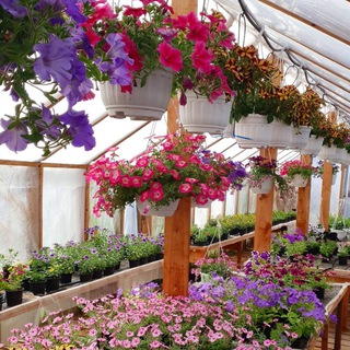 Telegram profile photo for Наталья Цыкун_Formula.leta🌸🌿вегетативка, цветы, рассада, ландшафты