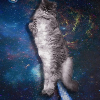 Telegram profile photo for MoonCat Degen Calls🐱