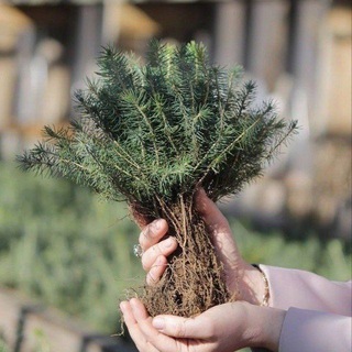 Telegram profile photo for БРЕСТСКИЙ ЛЕСНОЙ🌲