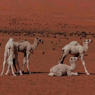 Telegram profile photo for بـوح و ۿـاﺎج¹