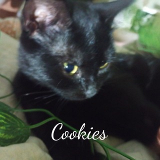 Telegram profile photo for 𝔐𝔄ℜ𝔔𝔘𝔗𝔖 ᵐᵃʳᶞᵘᶦˢ 🍡
