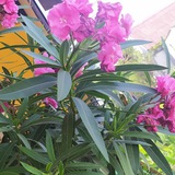 Telegram profile photo for САДОВЫЙ ДВОРИК🧚🌸🌺🌹💐