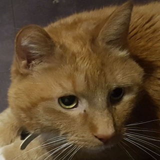 Telegram profile photo for Fatass Garlfieldposting
