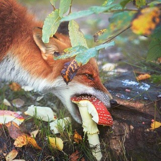 Telegram profile photo for 🍄 | Письма без получателя