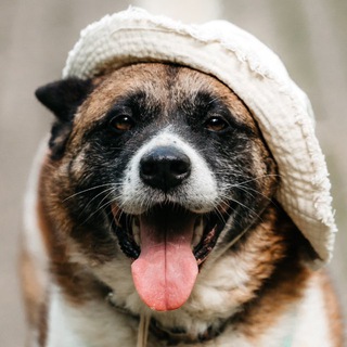 Telegram profile photo for Приют Дубовая роща🌳 8 ряд