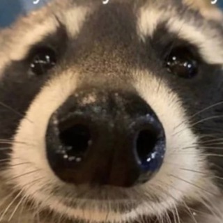 Telegram profile photo for Louie raccoon