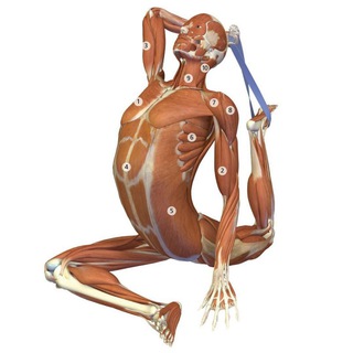 Telegram profile photo for Bandha Yoga