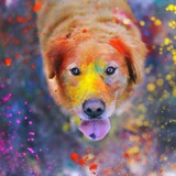 Telegram profile photo for #БездомныеСобакиАР в дар