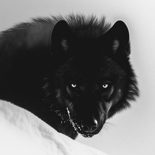 Telegram profile photo for - صَـقـيـ؏ّْ .