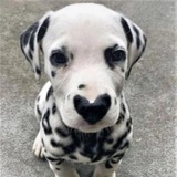 Telegram profile photo for Spot Inu | $SPOT PORTAL