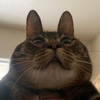 Telegram profile photo for Котячий Бунт 🐾