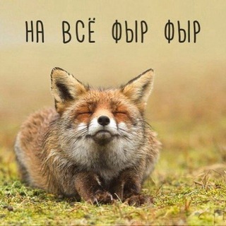 Telegram profile photo for Взаимные подписки в ТТ и ТГ🦊