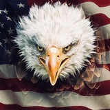 Telegram profile photo for PatriotBravo24