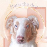 Telegram profile photo for 🔵~Haru_the_dog~🟠