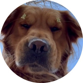 Telegram profile photo for $PIDAN - The real name of SKI