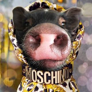 Telegram profile photo for Pashtet piglet