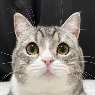 Telegram profile photo for Mochimaru