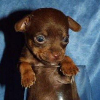 Telegram profile photo for Наши питомцы