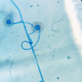 Telegram profile photo for Infectología 🦠💊🔬🧫