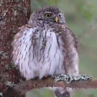 Telegram profile photo for Bird Life