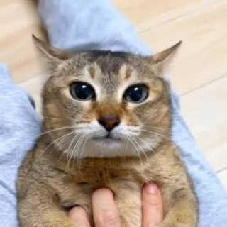 Telegram profile photo for Kotik Реально Возит