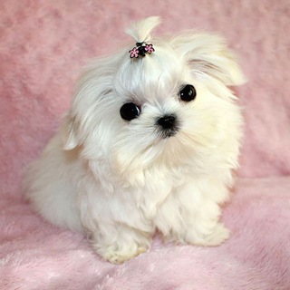 Telegram profile photo for Tiny pet