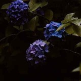 Telegram profile photo for Hydrangea Team